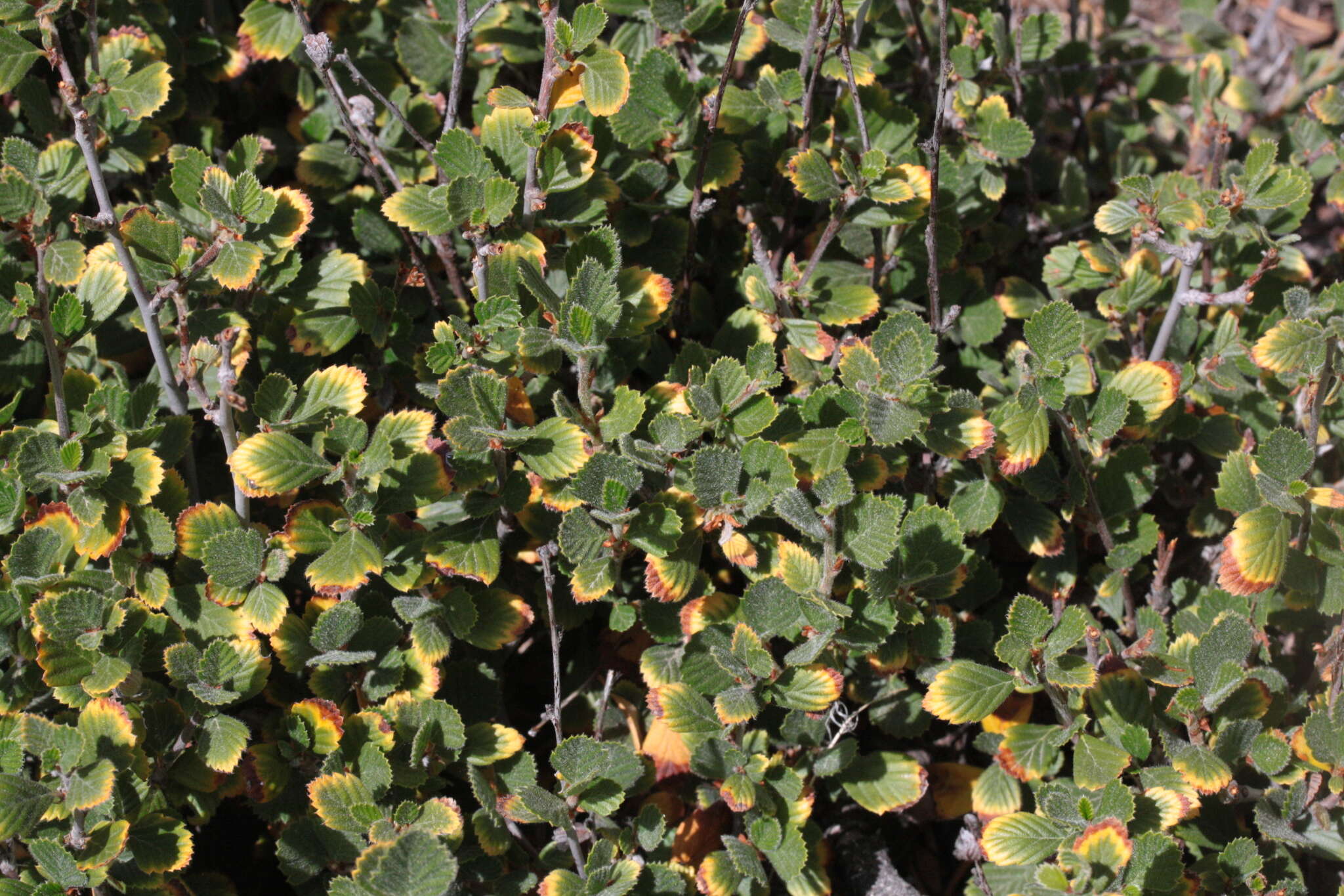 Image of Birch-leaf Mountain-mahogany