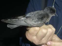 Image of British Storm Petrel