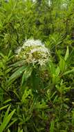 Imagem de Rhododendron diversipilosum (Nakai) H. Harmaja