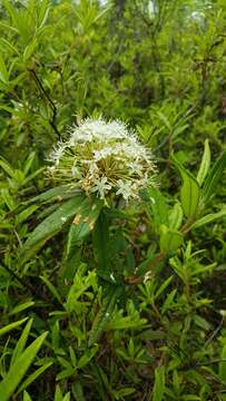 صورة Rhododendron diversipilosum (Nakai) H. Harmaja