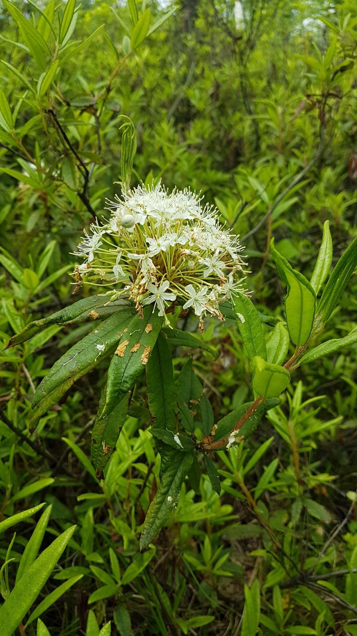 Imagem de Rhododendron diversipilosum (Nakai) H. Harmaja