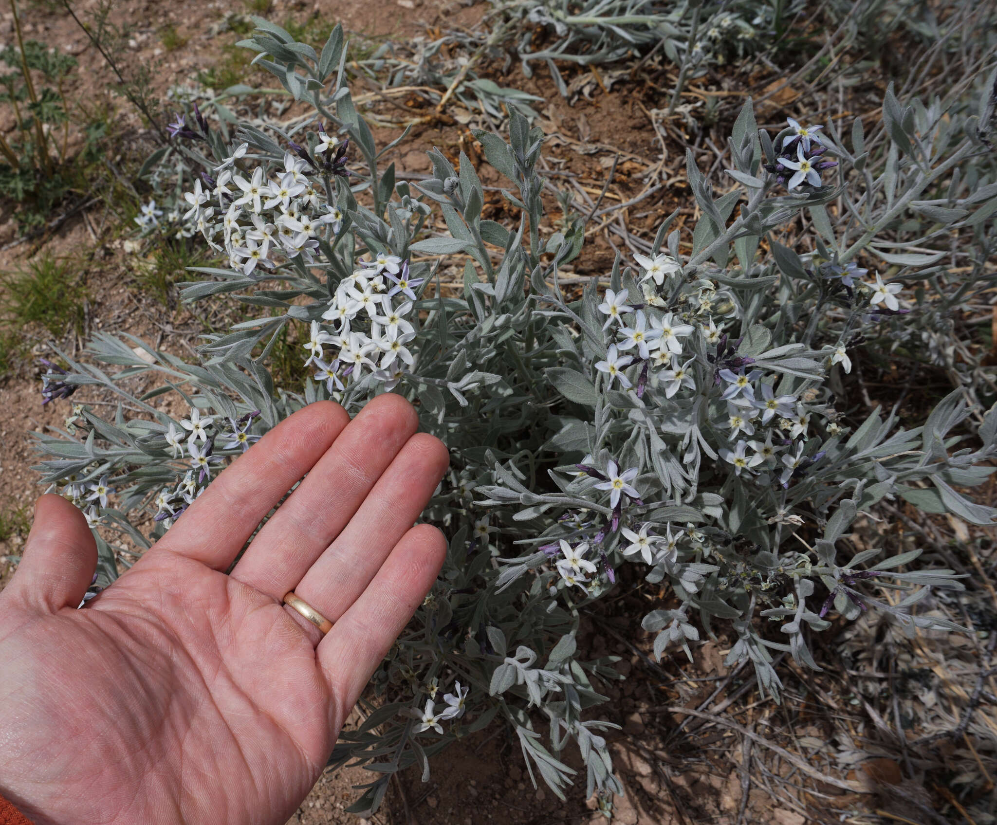 Plancia ëd <i>Amsonia <i>tomentosa</i></i> var. tomentosa