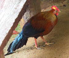 Image of Ceylon Junglefowl