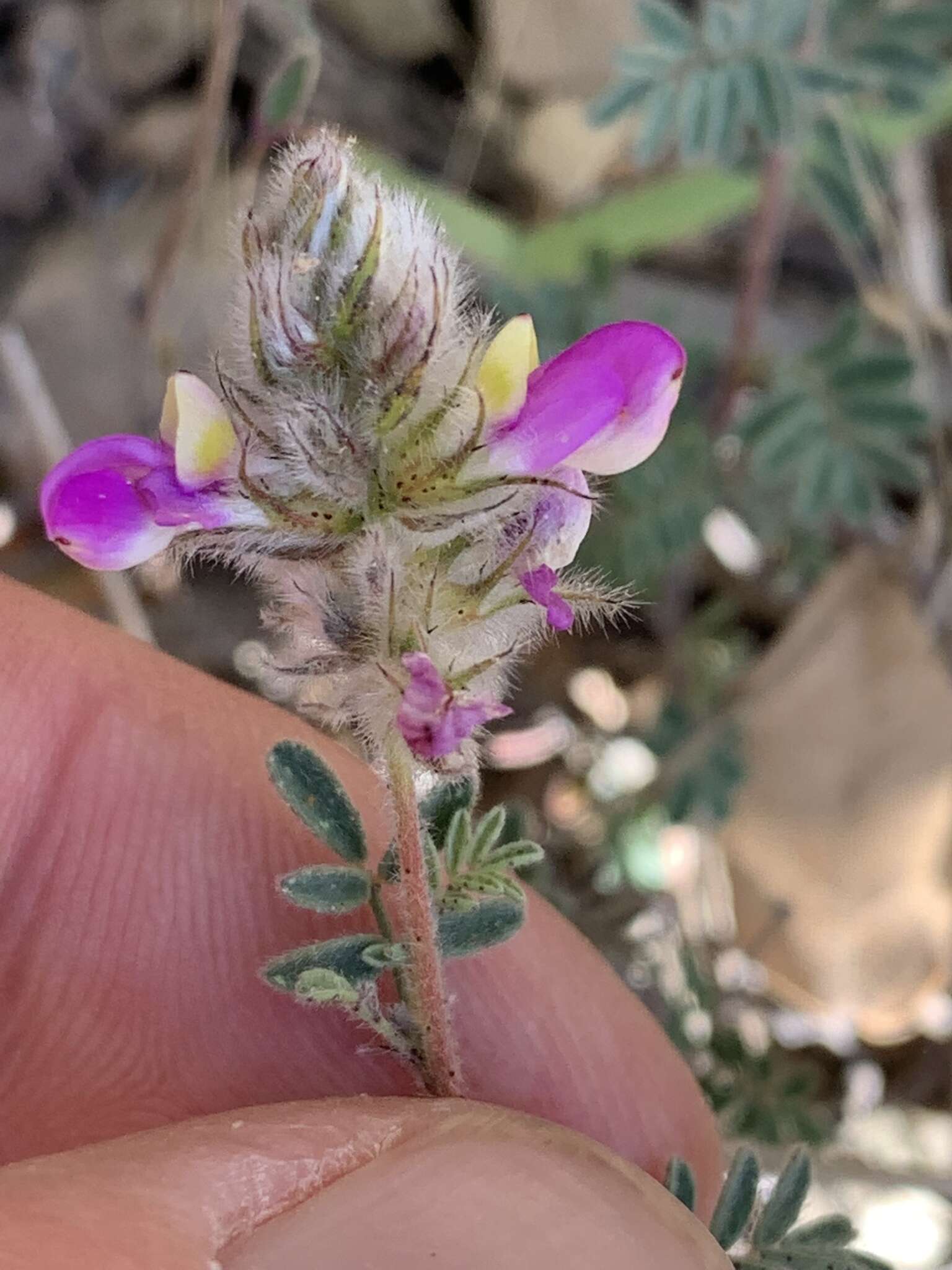 Image of oakwoods prairie clover