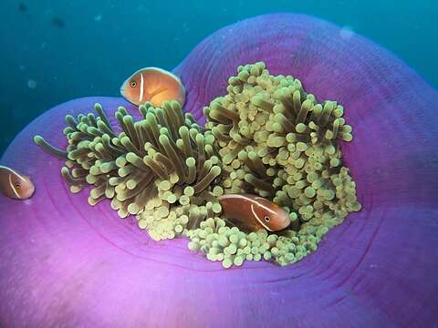 Image of Pink anemonefish