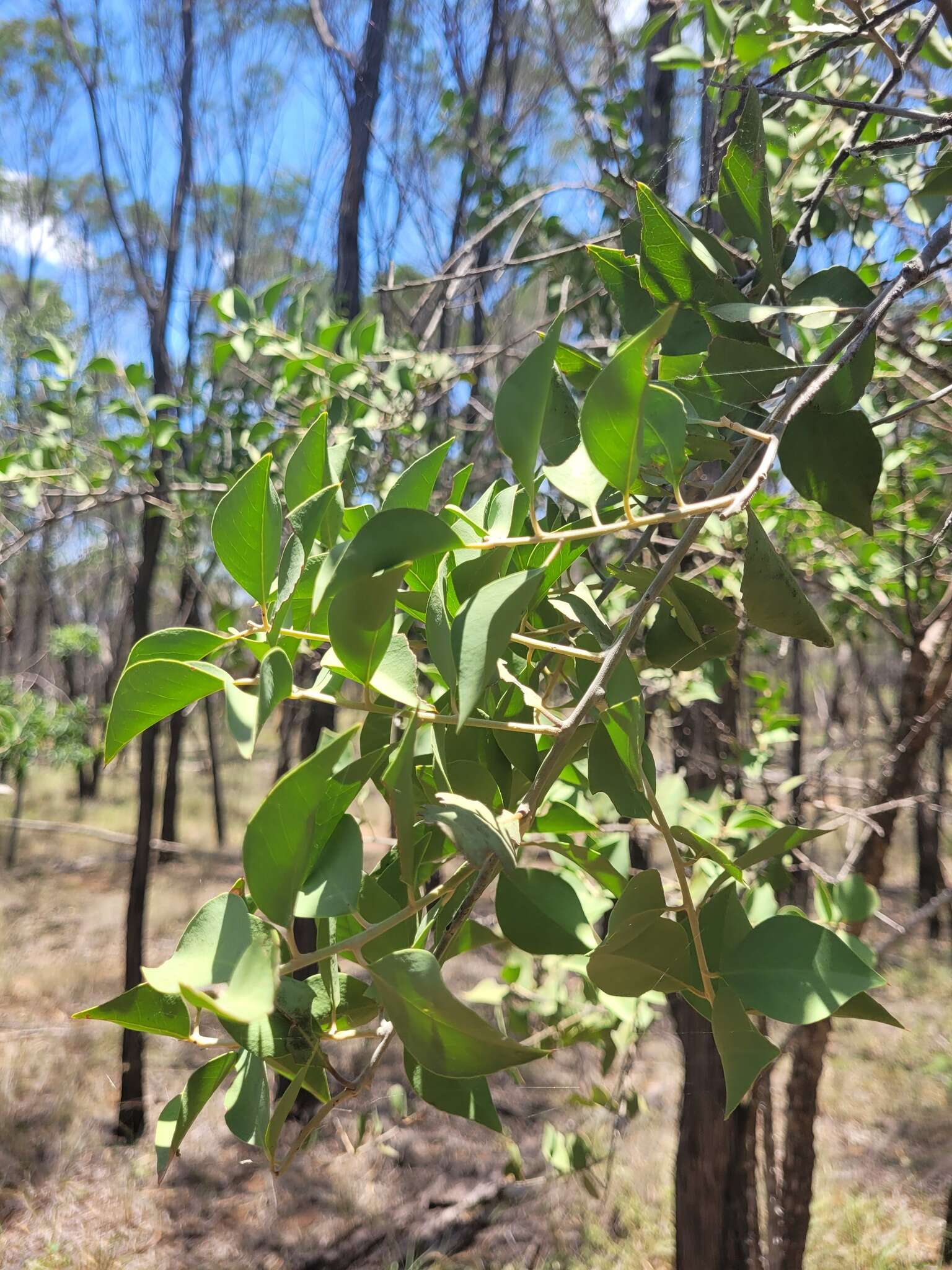 Image of Capparis canescens Banks ex DC.