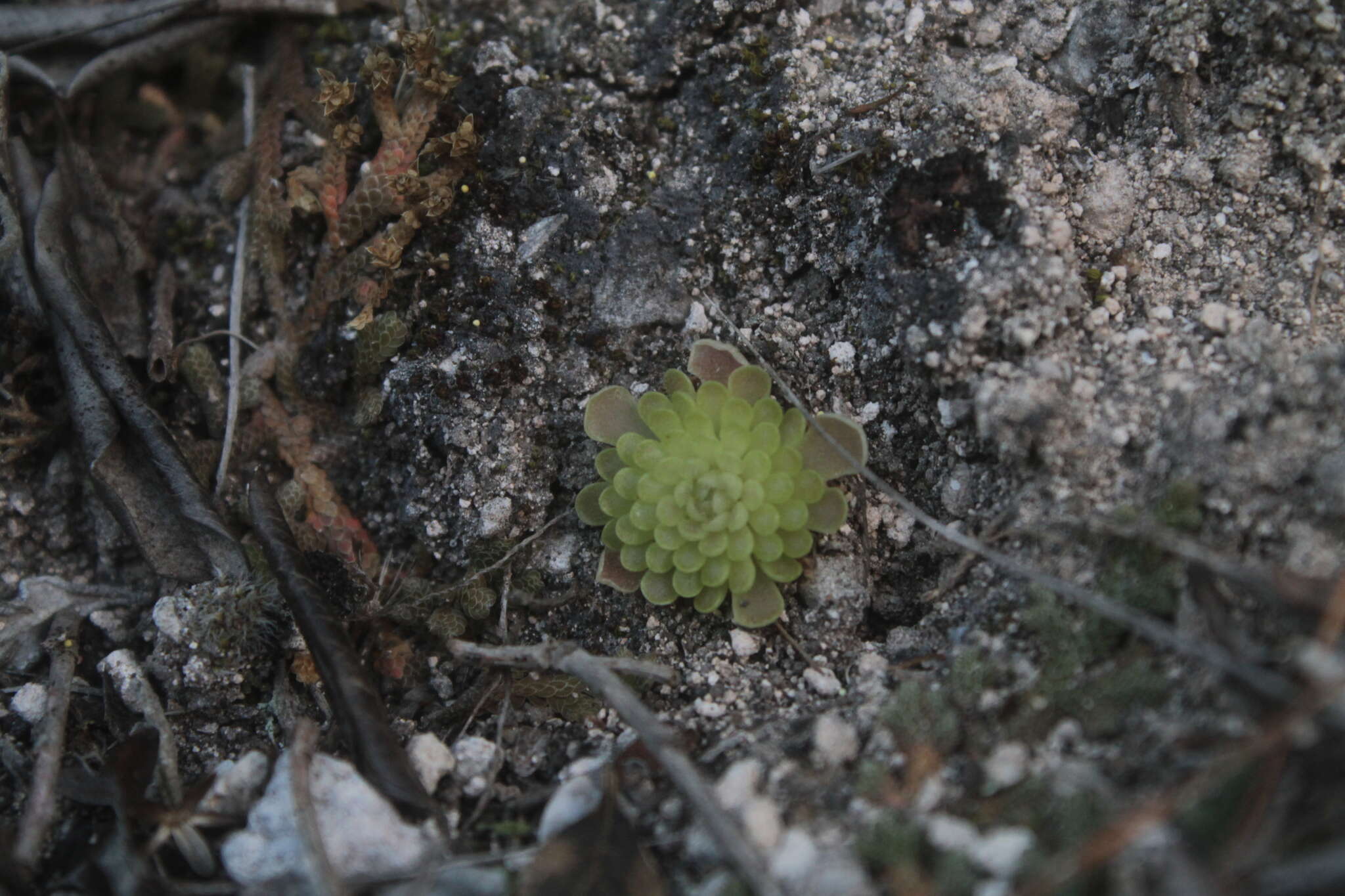 Imagem de Pinguicula debbertiana F. Speta & F. Fuchs