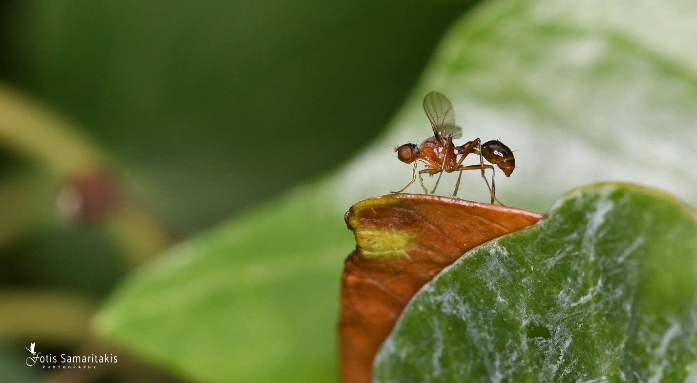 Image of Black scavenger fly