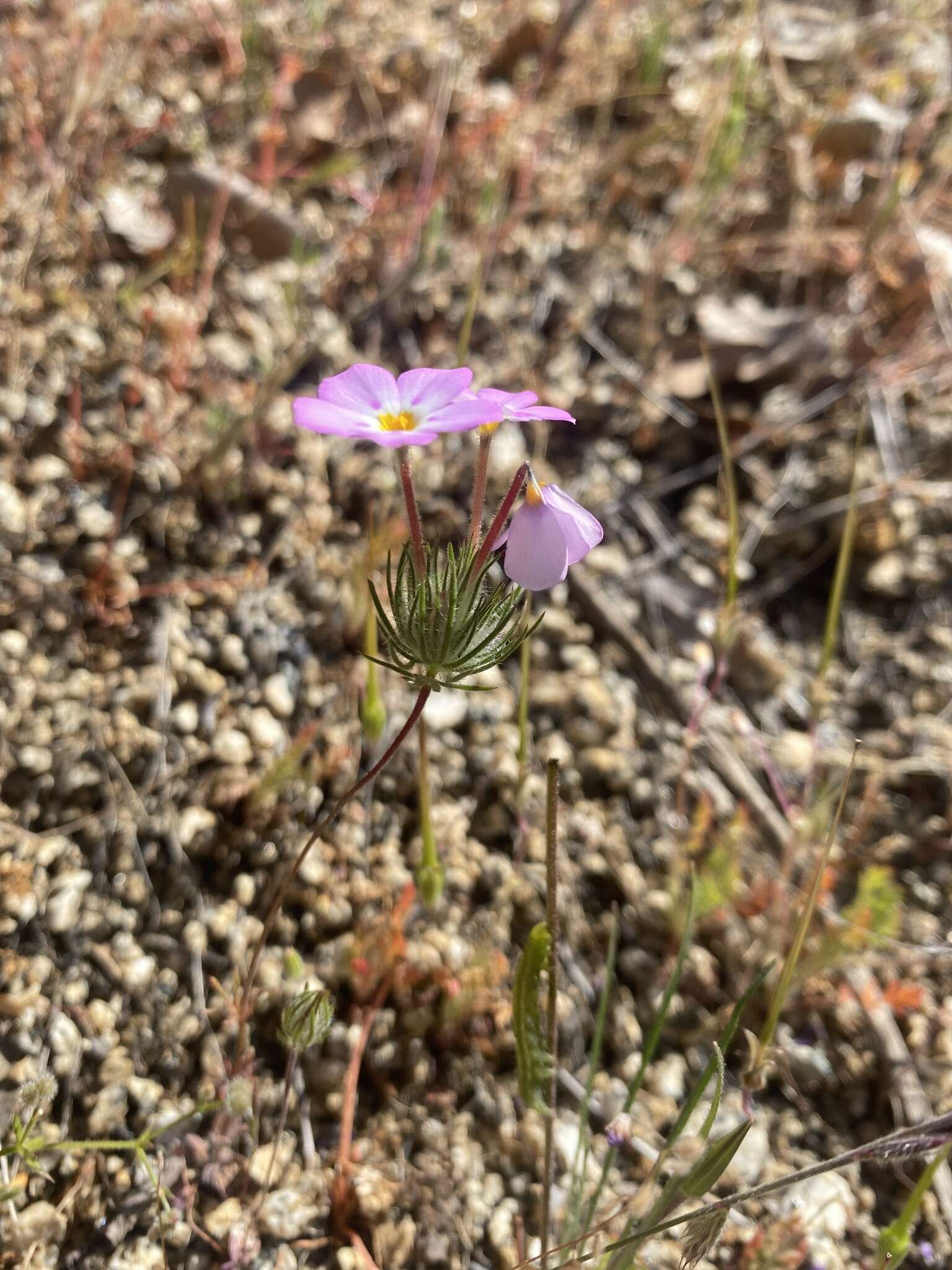 Image of mustang clover