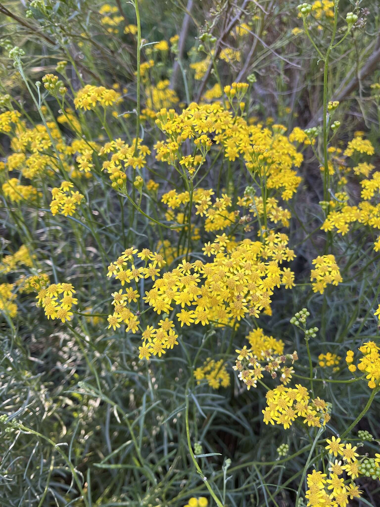 Image of <i>Senecio <i>linearifolius</i></i> var. linearifolius