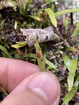 Plancia ëd Adenophorus tenellus (Kaulf.) Ranker