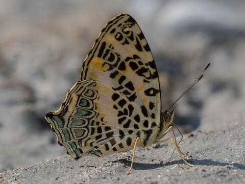 Image of Himalayan jester