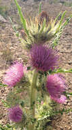 Imagem de Cirsium eatonii var. peckii (L. F. Henderson) D. J. Keil