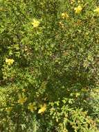 Image of Coastal-Plain St. John's-Wort