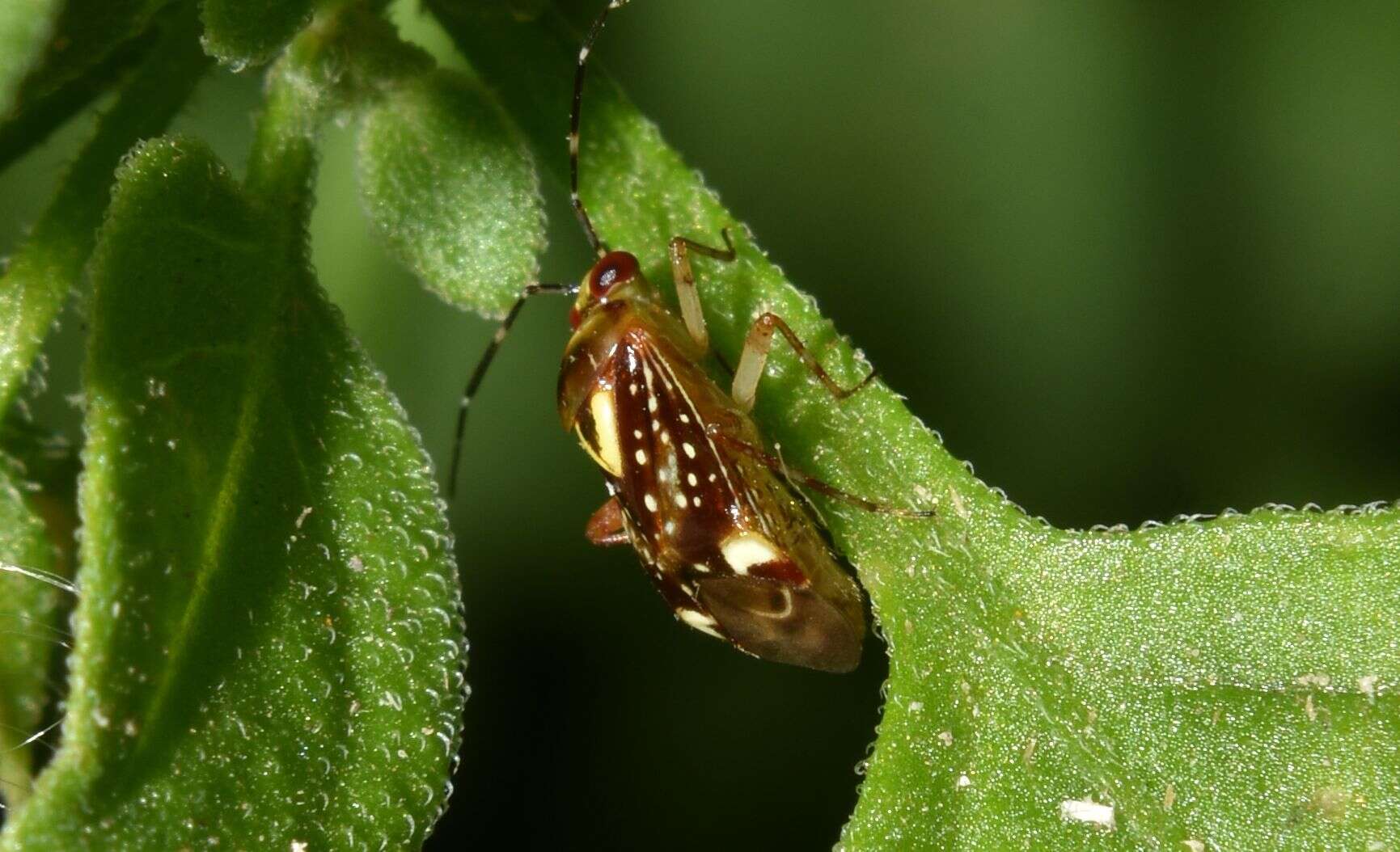 Horciasoides nobilellus (Berg 1883)的圖片