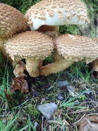 Pholiota squarrosa (Vahl) P. Kumm. 1871 resmi