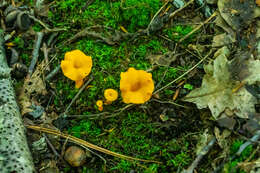 Image of Craterellus ignicolor (R. H. Petersen) Dahlman, Danell & Spatafora 2000