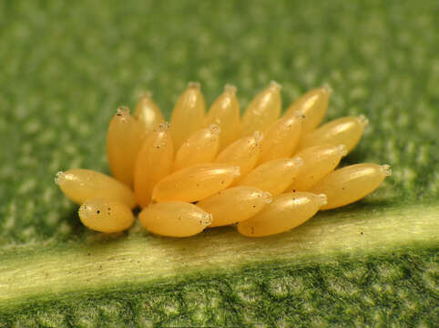 صورة Caenocoris nerii (Germar & E. F. 1847)