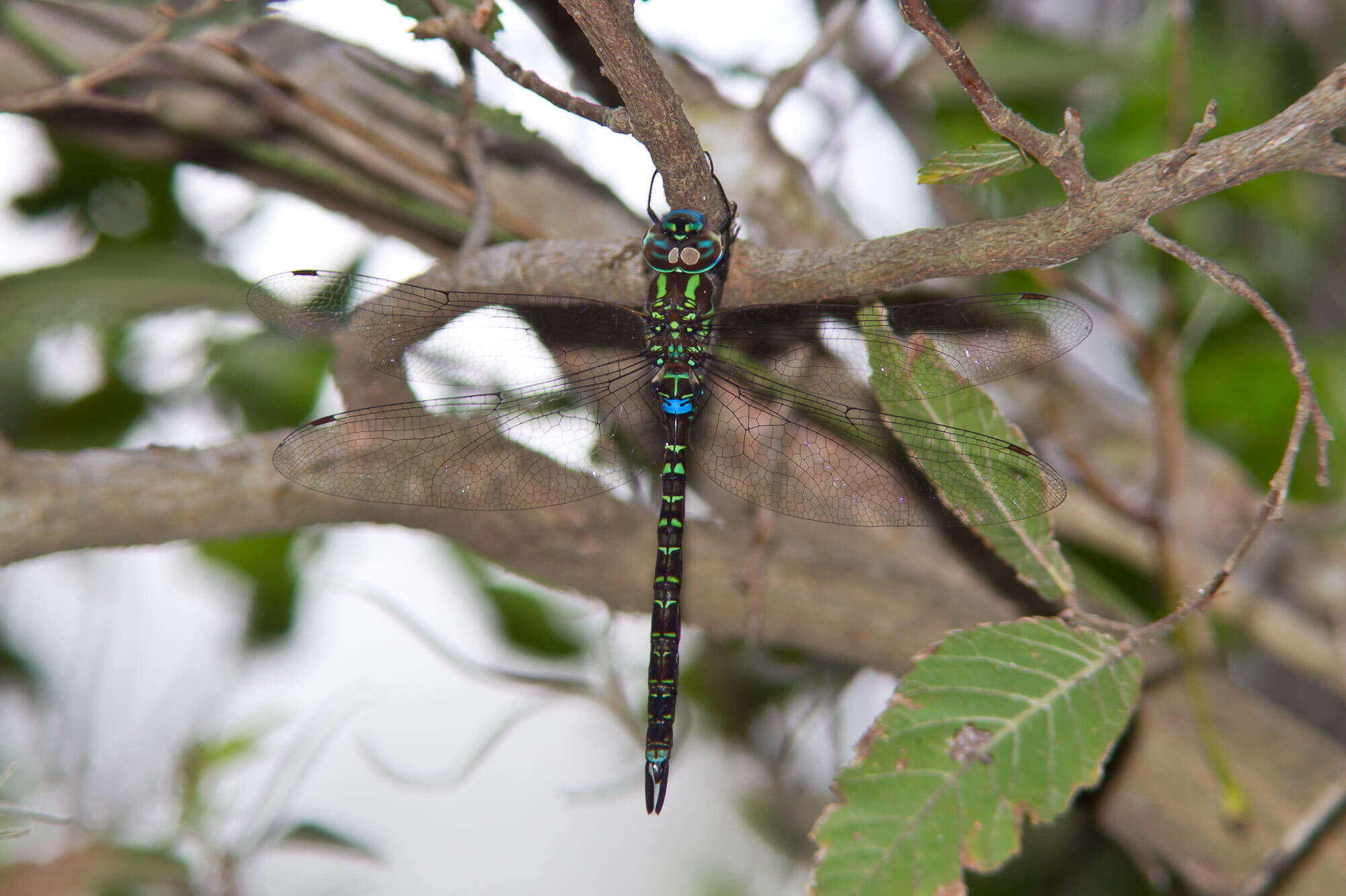 Image of Turquoise-tipped Darner