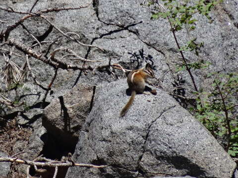 Image of lodgepole chipmunk