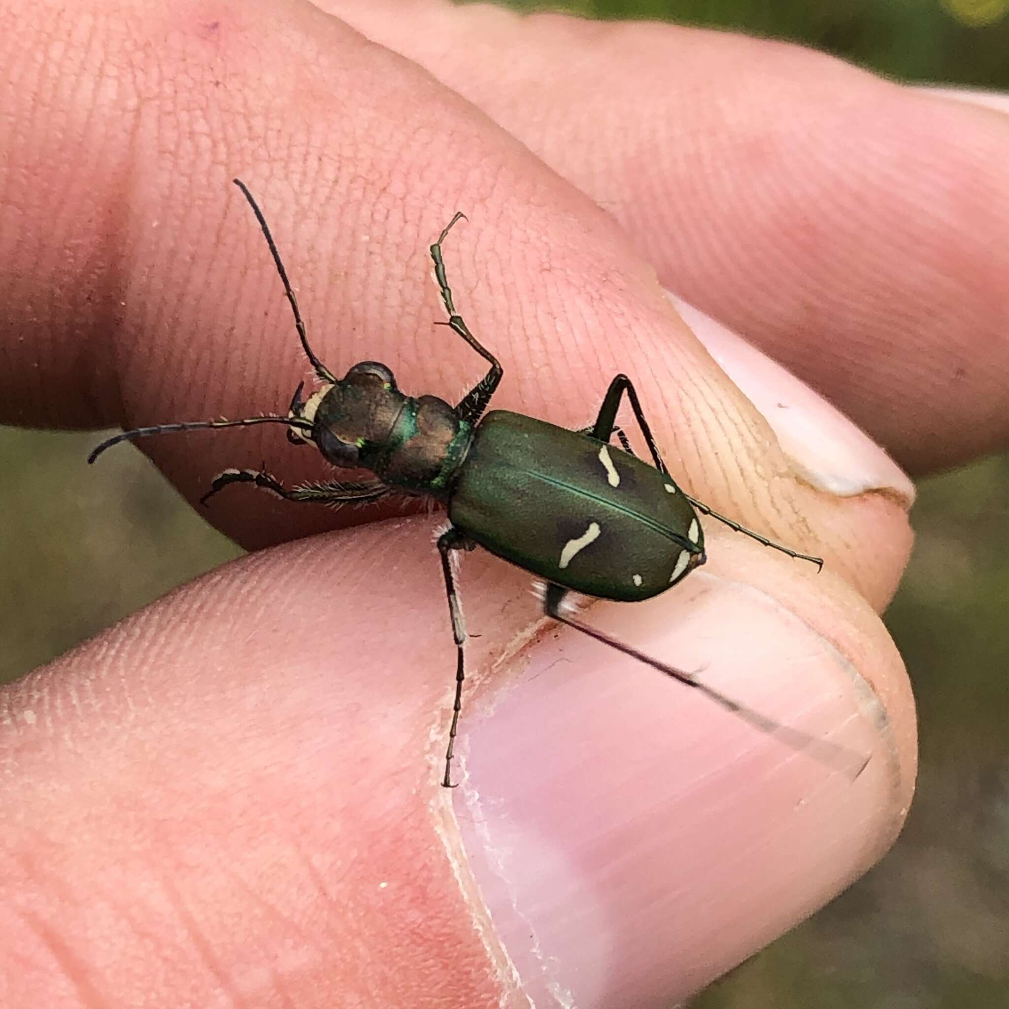 Image of Purple Tiger Beetle