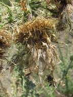 Image of Cirsium echinus (M. Bieb.) Hand.-Mazz.