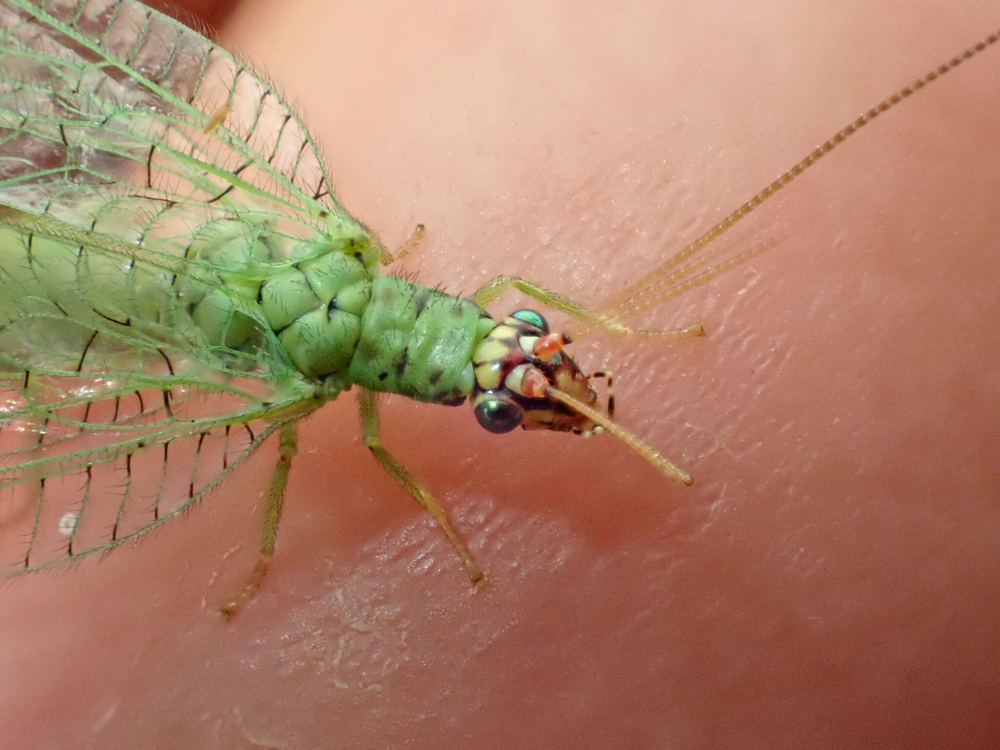 Слика од Chrysopa pleuralis Banks 1911