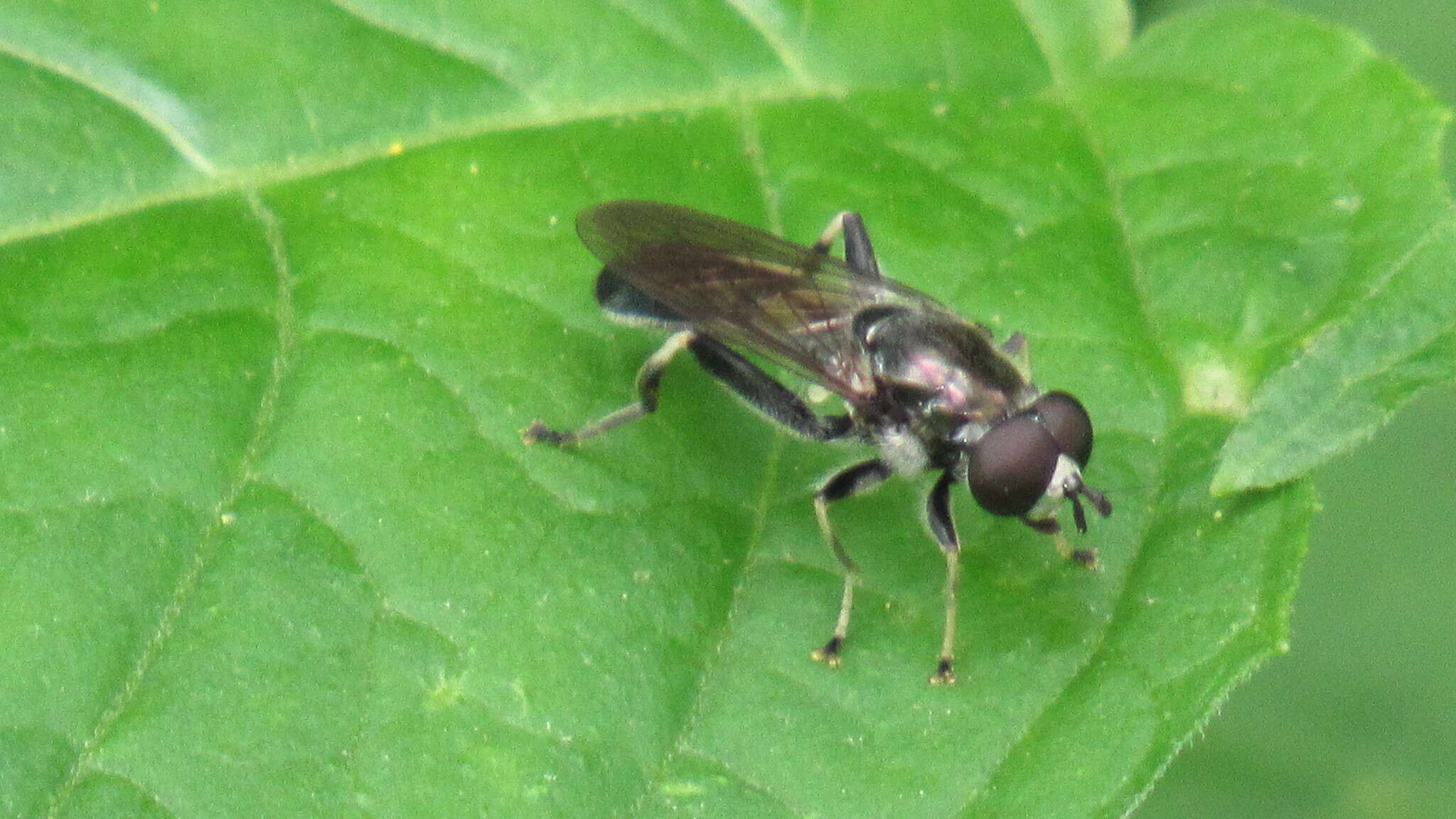 Image of Xylota angustiventris Loew 1866