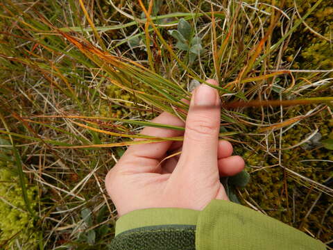 Image of water sedge