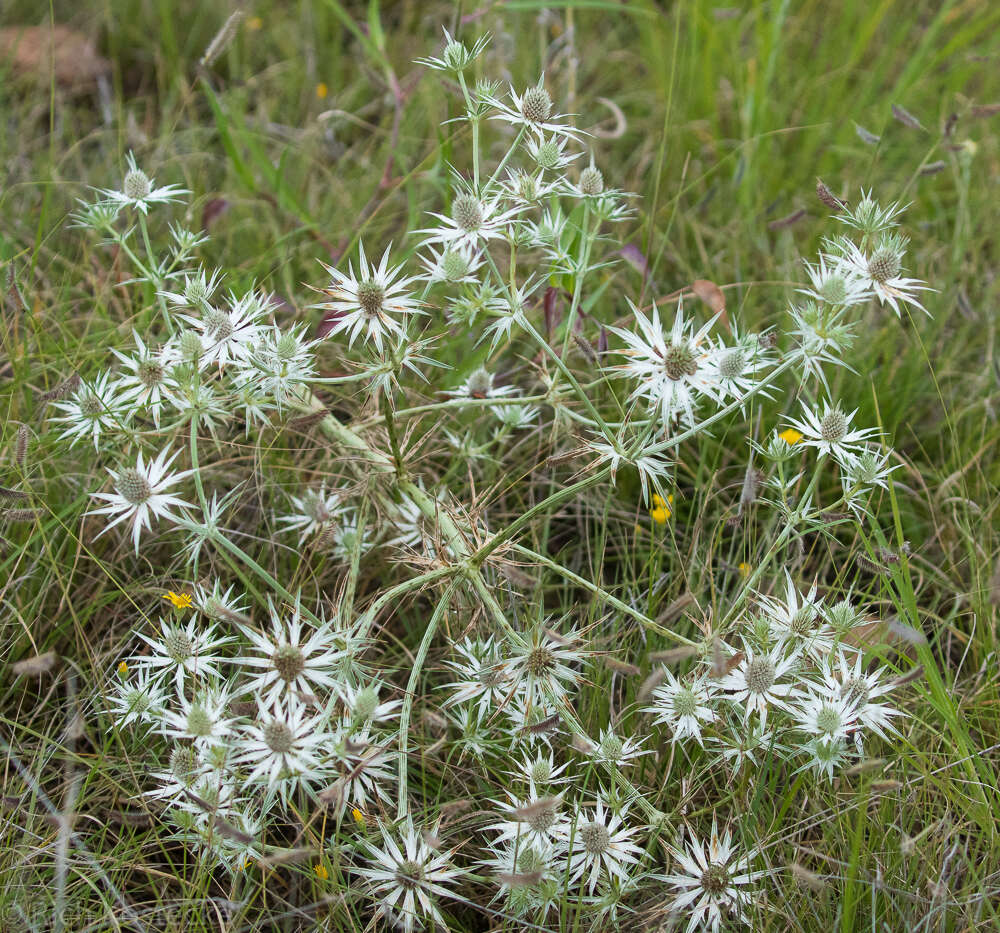 Image of Wright's Eryngo