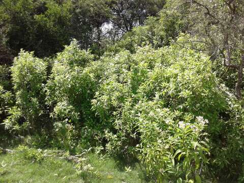 Image of Solanum argentinum Bitter & Lillo