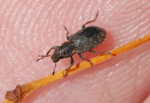 Image of Clover Root Weevil