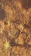 Image of Horned Adder