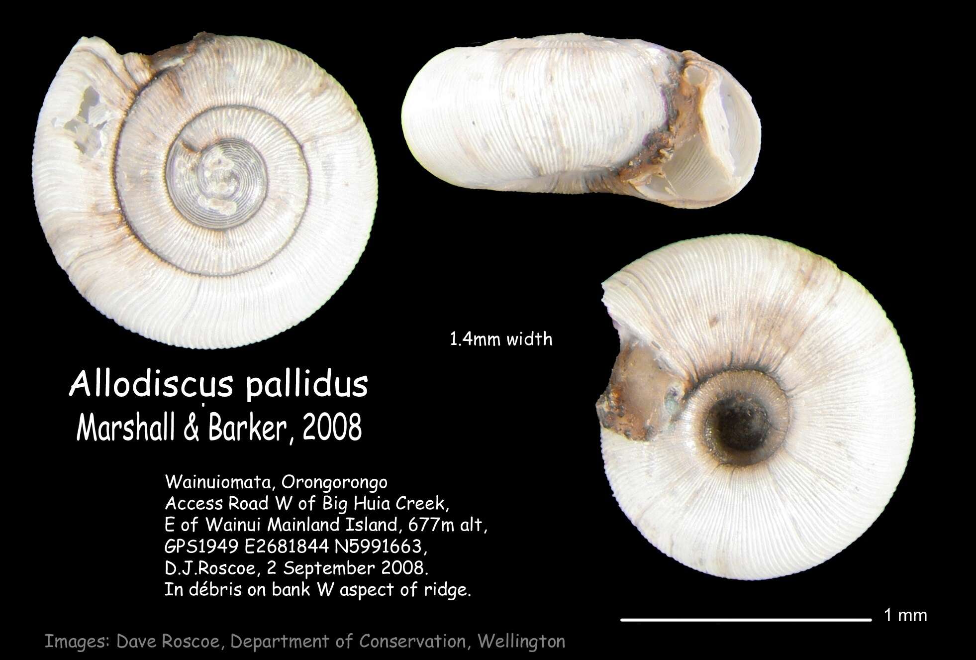 Plancia ëd Allodiscus pallidus B. A. Marshall & Barker 2008