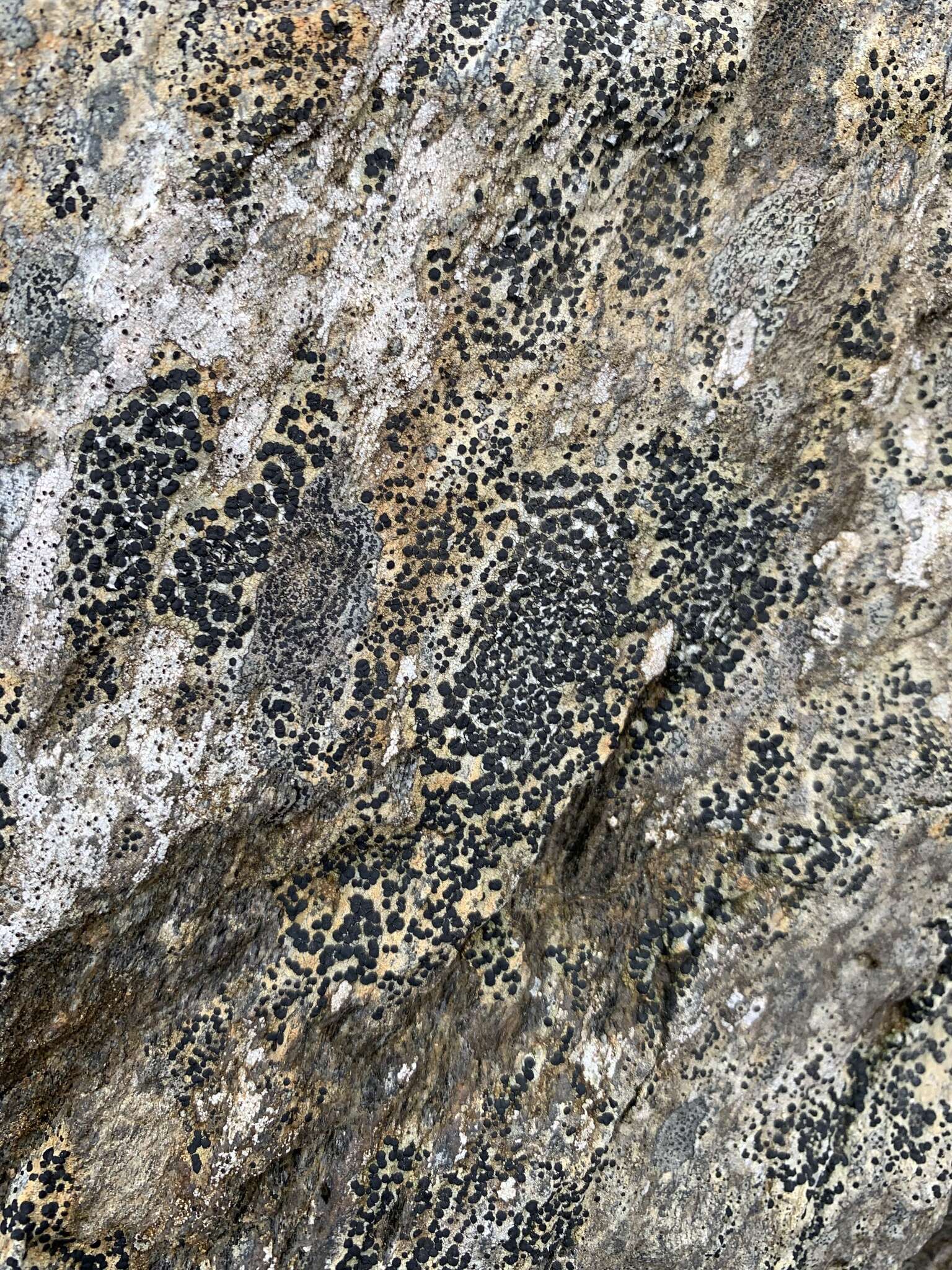 Image of porpidia lichen