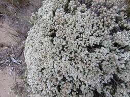 Image of Sand Everlasting