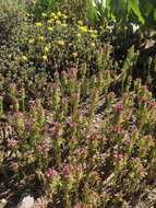 Image of toothed owl's-clover