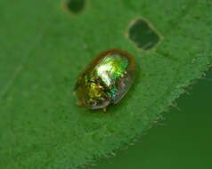 Image of Charidotella (Charidotella) succinea (Boheman 1855)