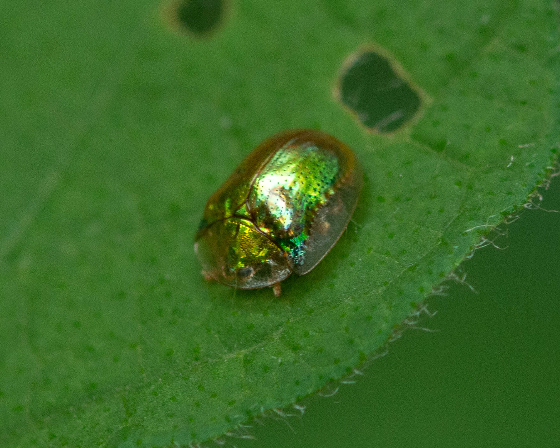 Image of Charidotella (Charidotella) succinea (Boheman 1855)