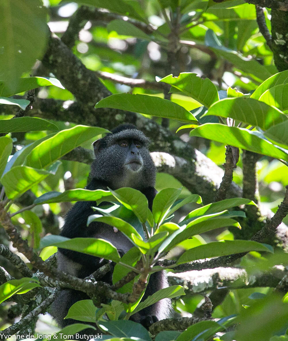 Image of Cercopithecus mitis stuhlmanni Matschie 1893