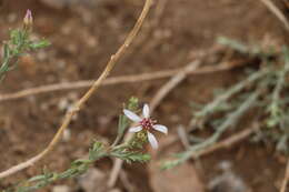 Image de Asterothamnus centraliasiaticus Novopokr.