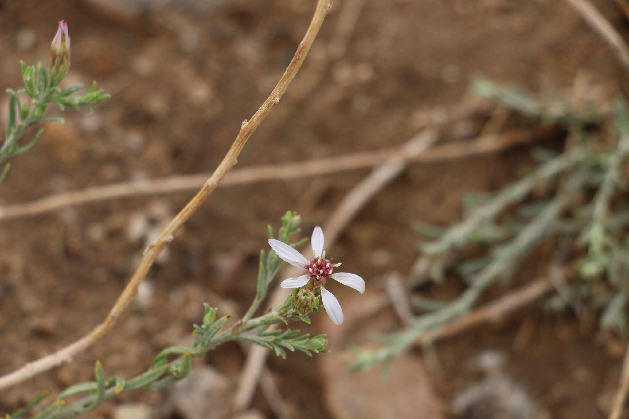 Image of Asterothamnus centraliasiaticus Novopokr.