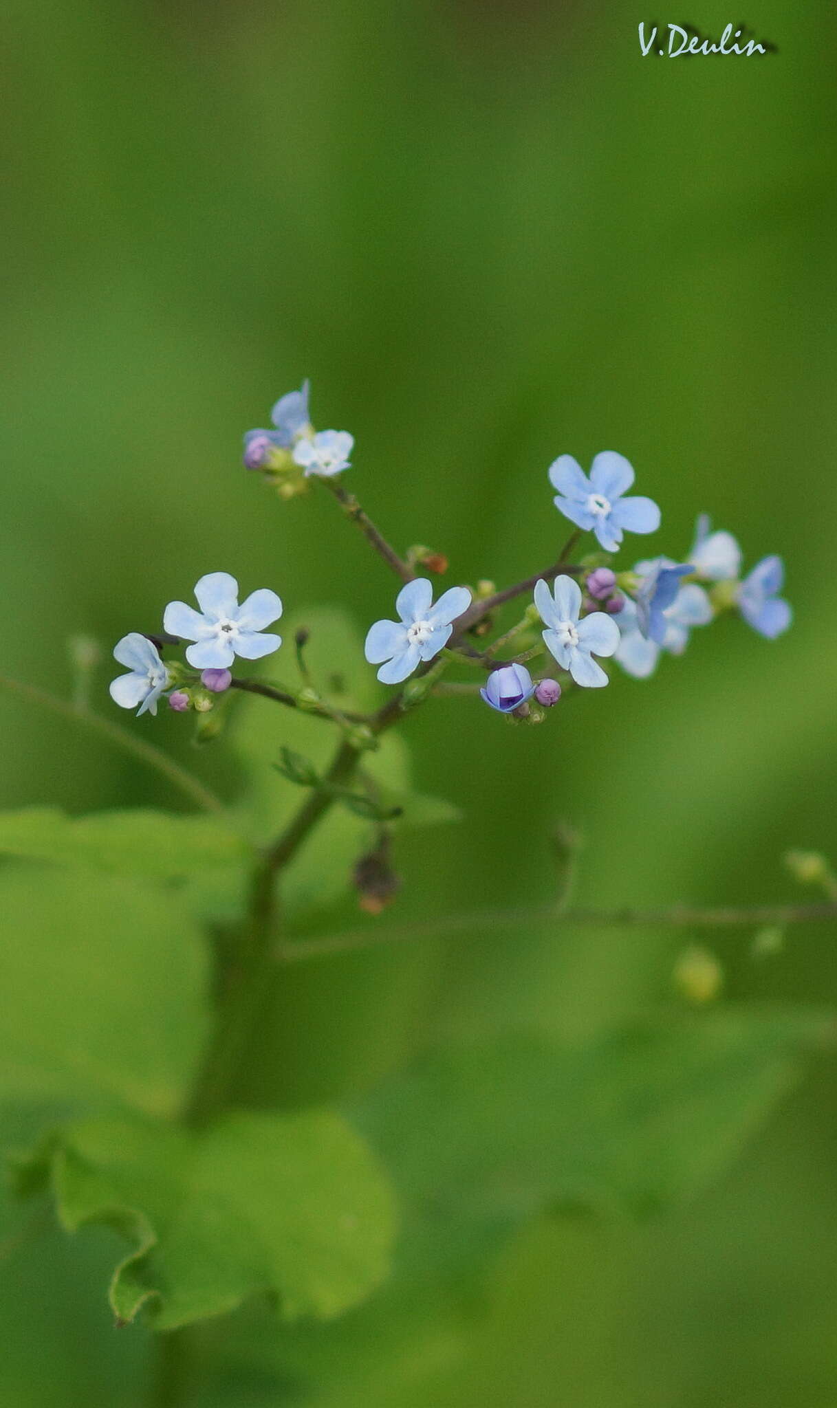 Brunnera resmi