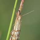 Imagem de Chrysocrambus dentuellus Pierce & Metcalfe 1938