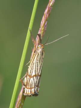 Image de Chrysocrambus dentuellus Pierce & Metcalfe 1938