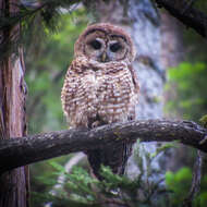 Image of California Spotted Owl