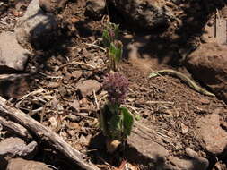 Image of Phacelia brachyantha Benth.