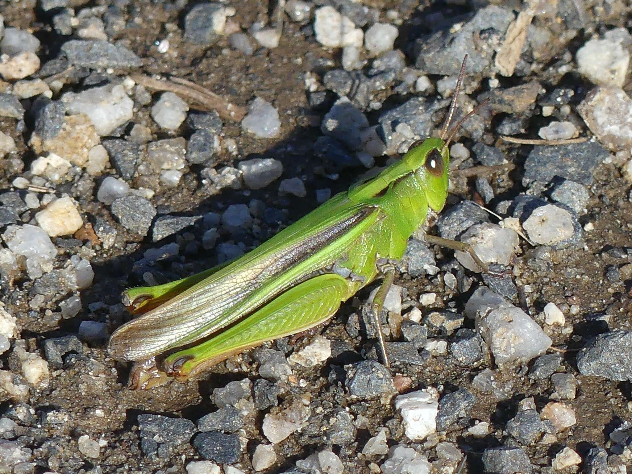 Plancia ëd Schizobothrus flavovittatus Sjöstedt 1921