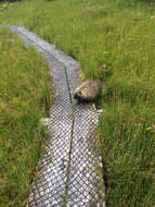 Image of North American porcupine