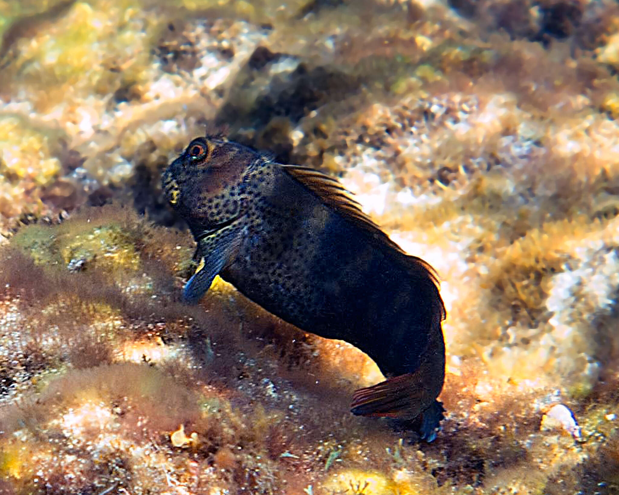 Image of Black blenny